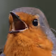 Bird Collection
