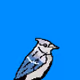 Bird Cosplay
