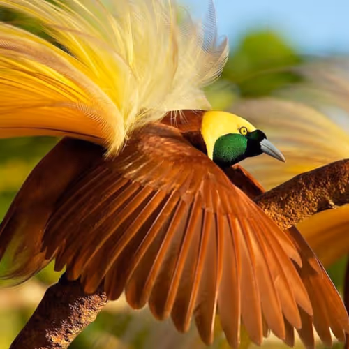 bird of peace