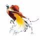 Bird ofparadise