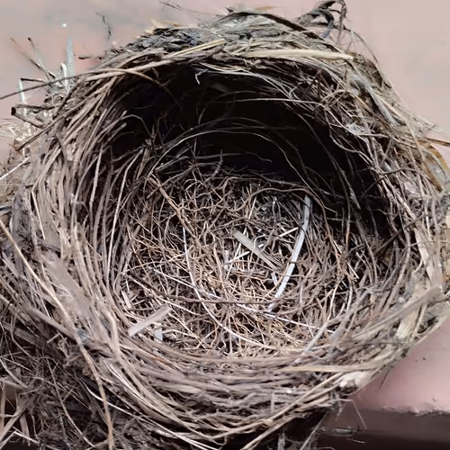 birdnesting