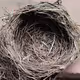birdnesting