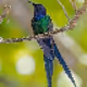 Birdpixl - old