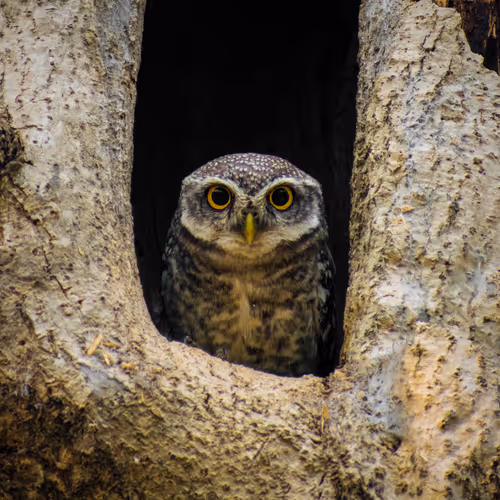 Bird Portrait Photography - old