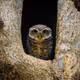 Bird Portrait Photography - old