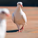 Fashion Week but its birds