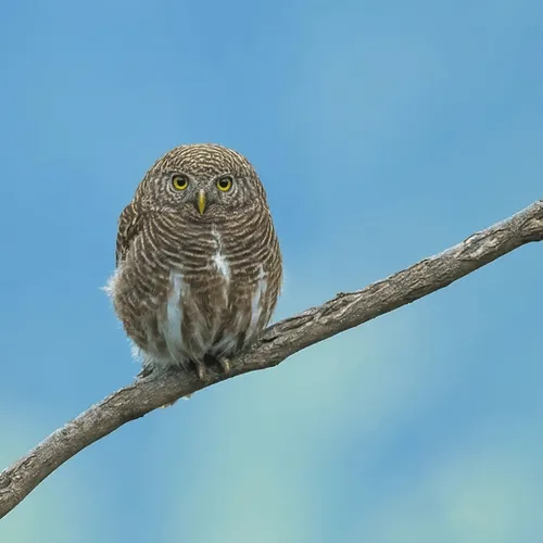 Birds of India