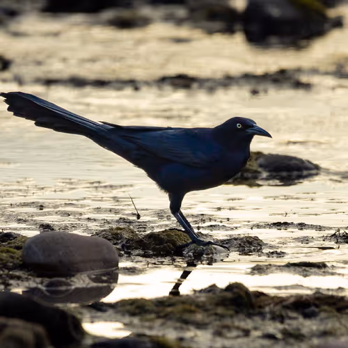 Birds of the Sonoran Desert