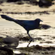 Birds of the Sonoran Desert