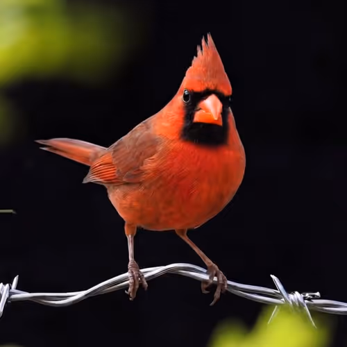 Birds