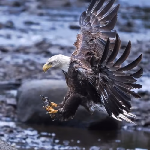 birds_hunter