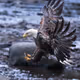 birds_hunter
