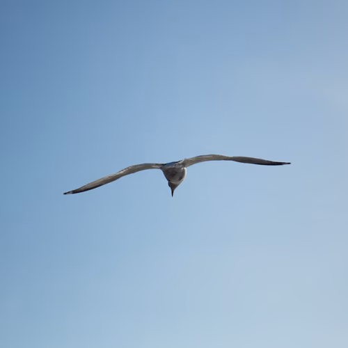 Birds in NY