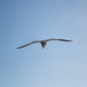 Birds in NY