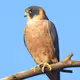 BIRDS OF AUSTRALIA