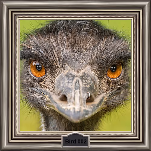 Birds With Hands - old