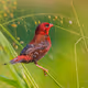 BirdwatchKerala