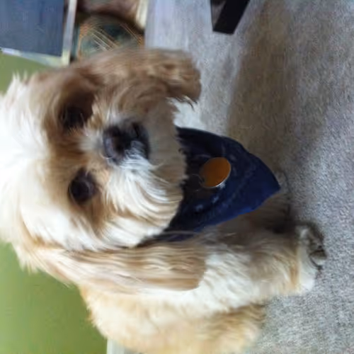 Biscuit the shi tzu