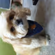 Biscuit the shi tzu