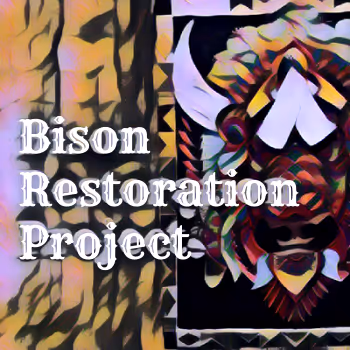 Bison Resotration Project