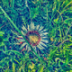 BitNature - old