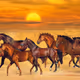 horsesblablabla