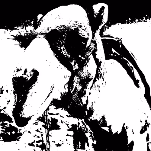 Black And White Camels