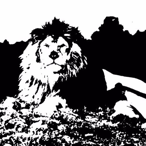 Black And White Wild Animals Of Africa
