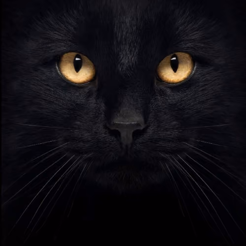 Black Cat Series