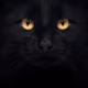 Black Cat Series