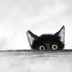 Sketches of a black cat - old