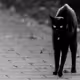 Black lucky Cats