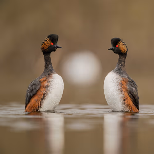 Black-necked Grebes