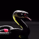 Black Snakes