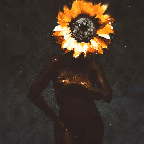 Black sunflower - old