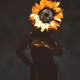 Black sunflower - old