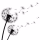 BlackTaraxacum
