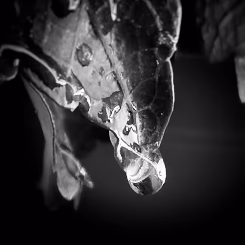 Black White and Drops