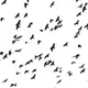 Black&White BIRDS