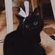BlackCat