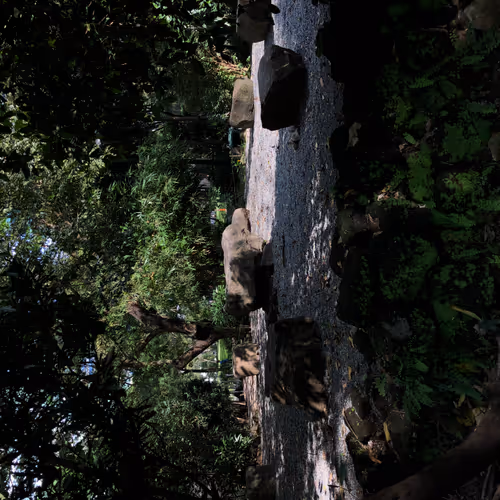 luckiest blackest cat - old