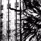 Black Prints - old
