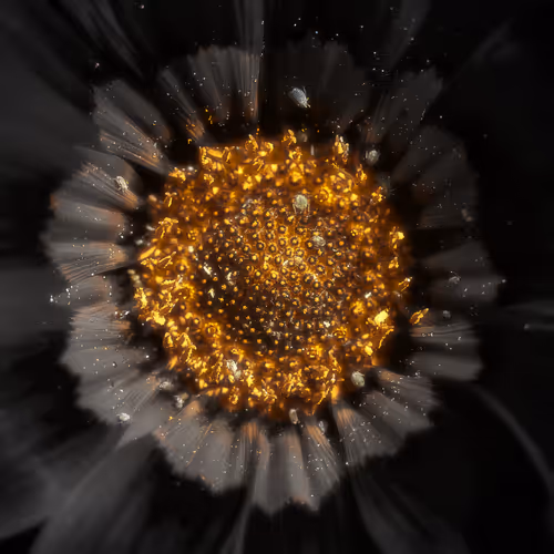 Black Touch