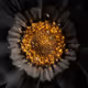 Black Touch