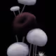BlackWhiteFlower