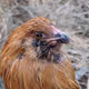 Chickenn Heads