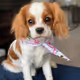 Blockchain Doggos