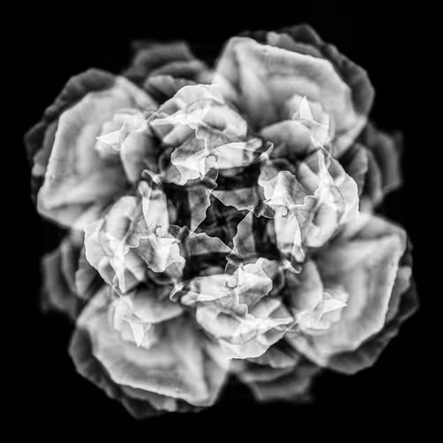 Blockchain Roses - old