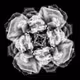 Blockchain Roses - old