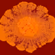 BlobTheMold